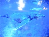 018-Самка горбатого кита